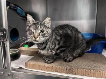 Rescue Domestic Short Hair Cats for Adoption in Palo Alto, California - NEBULA | PetCurious