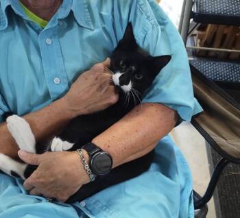 Blacky -  Domestic Short Hair Cat for Adoption in San Antonio, Texas - Blacky | PetCurious