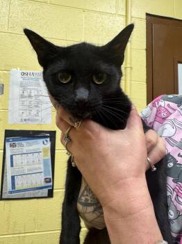KELLY -  Domestic Short Hair Cat for Adoption in Crossville, Tennessee - KELLY | PetCurious