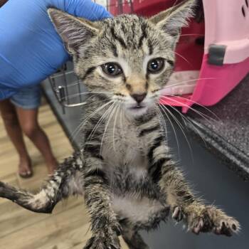 Otis -  Domestic Short Hair Cat for Adoption in Newark, New Jersey - Otis | PetCurious