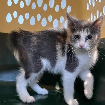 Mikasa -  Domestic Short Hair Cat for Adoption in Laurel, Mississippi - Mikasa | PetCurious