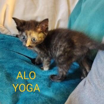 Alo Yoga -  Domestic Short Hair Cat for Adoption in Westminster, California - Alo Yoga | PetCurious