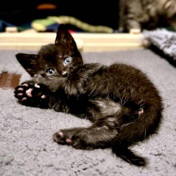 Domestic Short Hair Cats Available for Adoption in Austin, Texas - Raisin Biscatti 2 | PetCurious