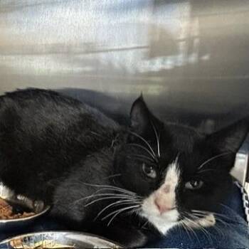 Domestic Short Hair Cats Available for Adoption in Knoxville, Tennessee - Bowser | PetCurious