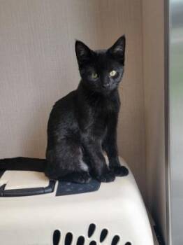 Biscotti -  Domestic Short Hair Cat for Adoption in Fergus Falls, Minnesota - Biscotti | PetCurious
