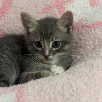 Clay -  Domestic Short Hair Cat for Adoption in Baytown, Texas - Clay | PetCurious