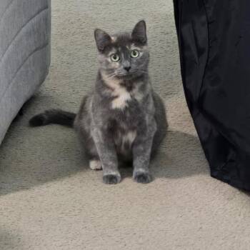 Shadow -  Domestic Short Hair Cat for Adoption in Bristol, Indiana - Shadow | PetCurious