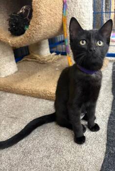 Ampersand -  Domestic Short Hair Cat for Adoption in Grand Rapids, Michigan - Ampersand | PetCurious