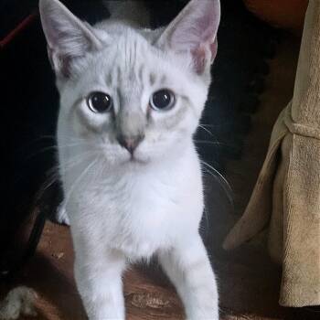 Major Glory -  Siamese and Domestic Short Hair Cat for Adoption in Green Bay, Wisconsin - Major Glory | PetCurious