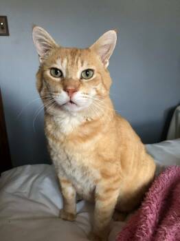 Rescue Domestic Medium Hair Cats for Adoption in Chicago, Illinois - Lakota | PetCurious