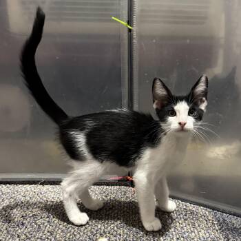 Chaos -  Domestic Short Hair Cat for Adoption in Brentwood, California - Chaos | PetCurious