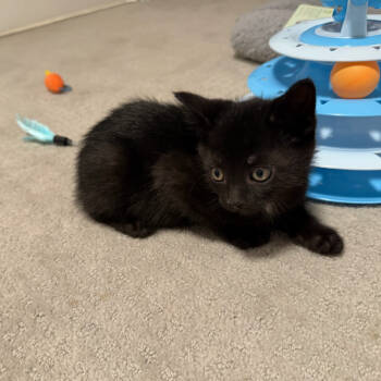 Rescue Domestic Short Hair Cats for Adoption in Ferndale, Michigan - Winston | PetCurious