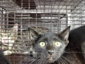 A659612 -  Domestic Short Hair Cat for Adoption in Houston, Texas - A659612 | PetCurious