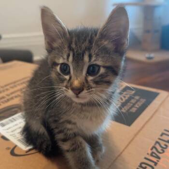 Gary Oak -  Domestic Short Hair Cat for Adoption in Bismarck, North Dakota - Gary Oak | PetCurious