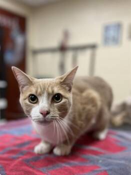 CLARK -  Domestic Short Hair Cat for Adoption in Aliquippa, Pennsylvania - CLARK | PetCurious