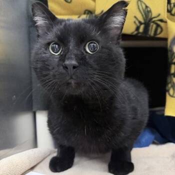 Count Chocula -  Domestic Short Hair Cat for Adoption in Wheaton, Illinois - Count Chocula | PetCurious