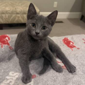 Kronk -  Russian Blue Cat for Adoption in Bentonville, Arkansas - Kronk | PetCurious