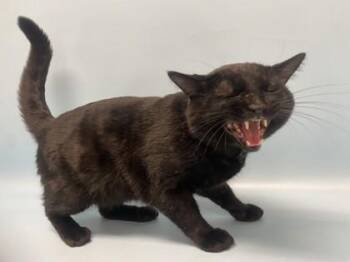 Bruh -  Domestic Short Hair Cat for Adoption in Golden Valley, Minnesota - Bruh | PetCurious
