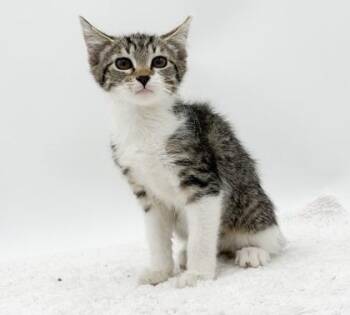 Microwave (No Tail) -  Manx and Domestic Short Hair Cat for Adoption in Bowling Green, Kentucky - Microwave (No Tail) | PetCurious