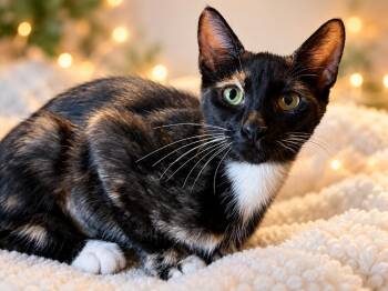 Princess -  Domestic Short Hair Cat for Adoption in Sebastian, Florida - Princess | PetCurious
