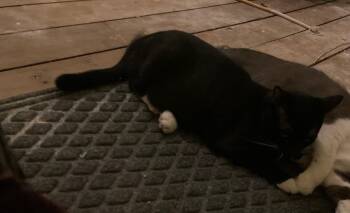 Rescue Domestic Short Hair Cats for Adoption in Kalamazoo, Michigan - Coco | PetCurious