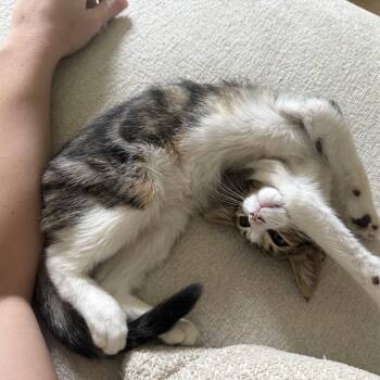 Milo (loves to get kisses) -  Domestic Short Hair Cat for Adoption in Satsuma, Alabama - Milo (loves To Get Kisses) | PetCurious