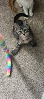 Macchiato (5 July kittens 3) -  Domestic Short Hair Cat for Adoption in Lewis Center, Ohio - Macchiato (5 July Kittens 3) | PetCurious