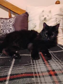 Louie -  Ragamuffin Cat for Adoption in North East, Maryland - Louie | PetCurious