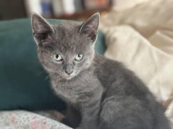 Catlynn -  Russian Blue Cat for Adoption in Charlotte, North Carolina - Catlynn | PetCurious