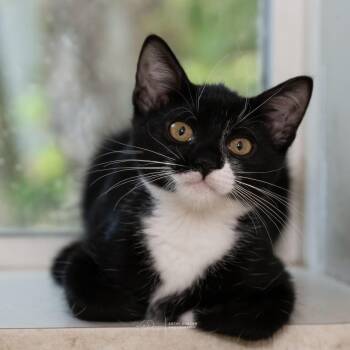 Rescue Domestic Short Hair Cats for Adoption in Ballwin, Missouri - Pickles | PetCurious