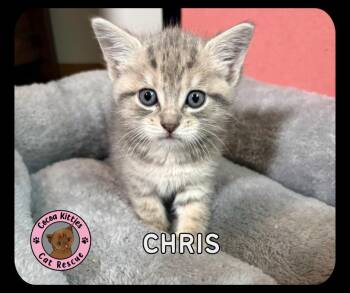 Domestic Short Hair Cats Available for Adoption in Hershey, Pennsylvania - Chris | PetCurious