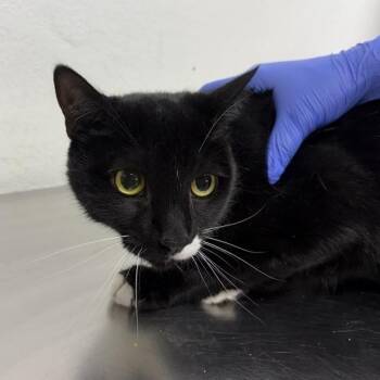 Apple Pie -  Domestic Short Hair Cat for Adoption in New York, New York - Apple Pie | PetCurious