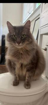 Walker -  Domestic Long Hair Cat for Adoption in Baton Rouge, Louisiana - Walker | PetCurious