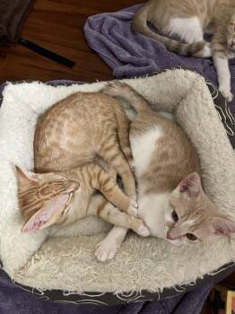 Edan -  Domestic Short Hair Cat for Adoption in Phoenix, Arizona - Edan | PetCurious