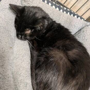Domestic Short Hair Cats Available for Adoption in Toms Brook, Virginia - Charcoal | PetCurious