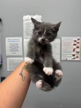 Louis -  Domestic Short Hair Cat for Adoption in Bloomington, Indiana - Louis | PetCurious
