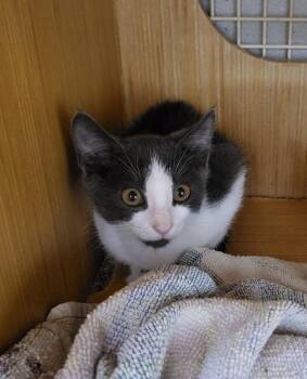 LASAGNA -  Domestic Short Hair Cat for Adoption in Broomfield, Colorado - LASAGNA | PetCurious
