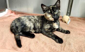 Rescue Domestic Short Hair Cats for Adoption in Jacksonville, Florida - Minerva =^.^= | PetCurious