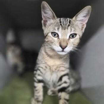 Andrew Jackson -  Domestic Short Hair Cat for Adoption in Sacramento, California - Andrew Jackson | PetCurious