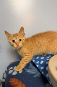 Sailor -  Domestic Short Hair Cat for Adoption in Lovingston, Virginia - Sailor | PetCurious