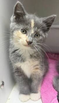 Maeve -  Domestic Short Hair Cat for Adoption in Lagrange, Indiana - Maeve | PetCurious