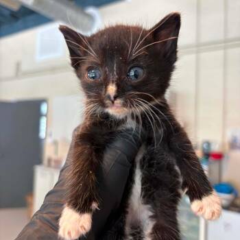 Morsel (pending) -  Domestic Short Hair Cat for Adoption in Huntington, West Virginia - Morsel (pending) | PetCurious