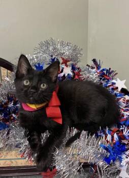 Winsome -  Domestic Short Hair Cat for Adoption in Picayune, Mississippi - Winsome | PetCurious