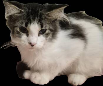 C338 Litter Honey -  Domestic Long Hair Cat for Adoption in Livonia, Michigan - C338 Litter Honey | PetCurious