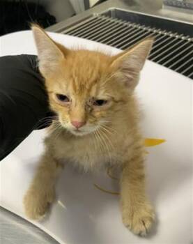 RAVIOLI -  Domestic Short Hair Cat Available for Adoption in Visalia, California - RAVIOLI | PetCurious