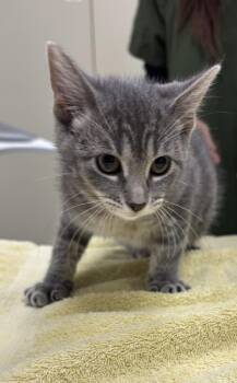 Crayon -  Domestic Short Hair Cat for Adoption in Saint Paul, Minnesota - Crayon | PetCurious