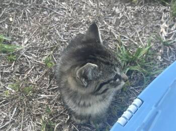 KAREN -  Domestic Short Hair Cat Available for Adoption in Ocala, Florida - KAREN | PetCurious