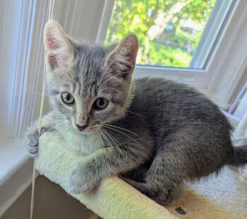 Marshall -  Domestic Short Hair Cat for Adoption in Trenton, New Jersey - Marshall | PetCurious