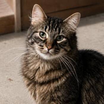 Jasper -  Domestic Long Hair Cat for Adoption in Chicago, Illinois - Jasper | PetCurious