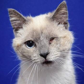 Domestic Short Hair Cats Available for Adoption in Mankato, Minnesota - Governor | PetCurious